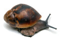 Archachatina marginata marginata Cameroon type 2 juvenil